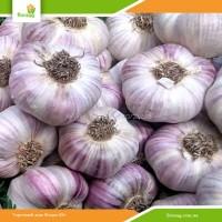 Часник Любаша, озимий, калібрований