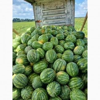 Продам кавун оптом з поля Продюсер