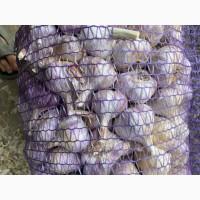 Продам часник Любаша опт