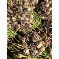 Продам чеснок сортЛюбашаоднозубку и воздушку