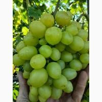 Продам виноград