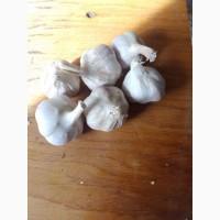 Продам товарний часник