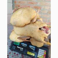 Качки півні домашні молоді