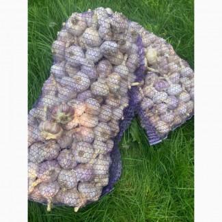 Продам якісний озимий часник Любаша, Дюшес. Опт/Роздріб