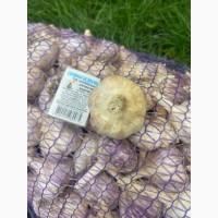 Продам якісний озимий часник Любаша, Дюшес. Опт/Роздріб