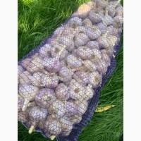 Продам якісний озимий часник Любаша, Дюшес. Опт/Роздріб