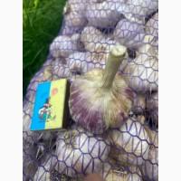 Продам якісний озимий часник Любаша, Дюшес. Опт/Роздріб