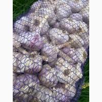 Продам якісний озимий часник Любаша, Дюшес. Опт/Роздріб