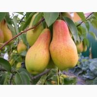 Куплю грушу на переробку