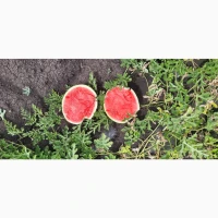 Продам арбуз топган