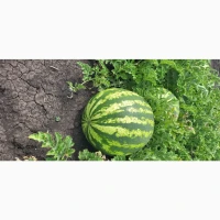 Продам арбуз топган