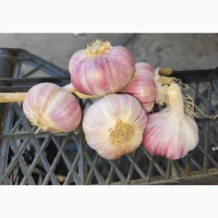 Продам часник сорт любаша 1 репродукція
