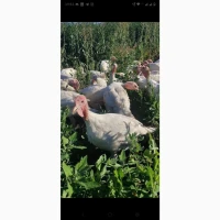 Індича тушка (Вільний вигул) продам опт роздріб