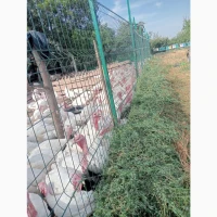 Індича тушка (Вільний вигул) продам опт роздріб