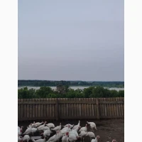 Індича тушка (Вільний вигул) продам опт роздріб