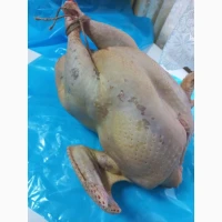 Індича тушка (Вільний вигул) продам опт роздріб