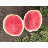 Продам кавун Продюсер в Уманському районі