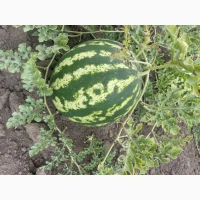 Продам кавун Продюсер в Уманському районі