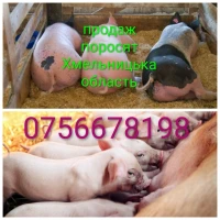 Продам поросят петрен дюрок кантор велика біла макстер