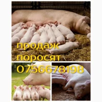 Продам поросят петрен дюрок кантор велика біла макстер