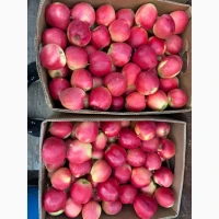 Продам яблука Гала