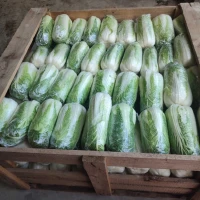 Продам Пекінську капусту