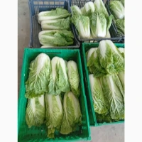 Продам Пекінську капусту