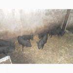 Продам поросят, вьетнамской вислобрюхой породы