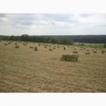Продам сіно люцерни у тюках по 15-18 кг, врожай 2023р 75грн