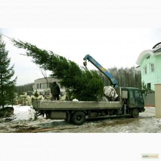 Продажа и посадка крупномеров, различных видов деревьев.харьков