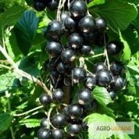 Продам смородину