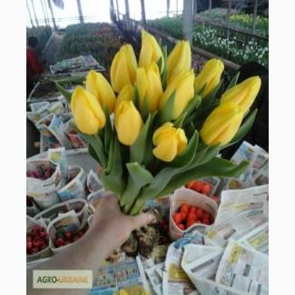 Акція! Великий розпродаж тюльпанів