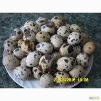 Продам яйца перепелов столовые и инкубацыонные.тушки под заказ.птенцы.клетки