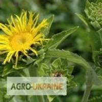 Корінь оману купити