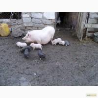 Вьетнамские поросята 1, 5 месяца продаю