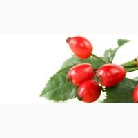 Куплю шипшину свіжу, заморожену