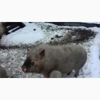 Продам дорослого хряка