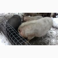 Продам дорослого хряка