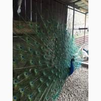 Продам пару взрослых павлинов