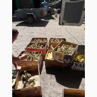 Продам суточных гусят