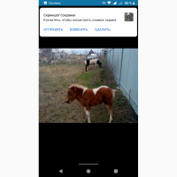 Продам жеребчика пони рыжепегово