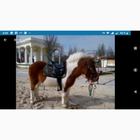 Продам жеребчика пони рыжепегово