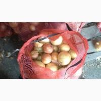 Продам репчатый лук сорт Штутгарт