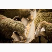 Продам овец откорм и котных