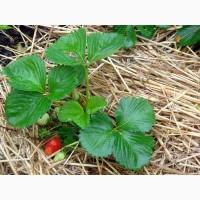 Солома для мульчування