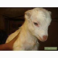 Козы Ламанча