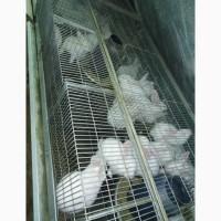 Продам тушки кролика оптом