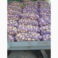 Продам картофель на столовые, бюджет.Калибр 5+.Черн., Полт.обл