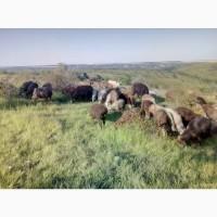 Продам отару овец 140голов
