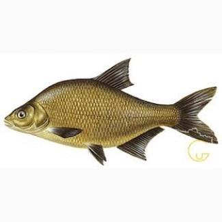 Куплю речную рыбу в ассортименте охлажденную и с/м. Только Опт. Самовывоз. По Украине